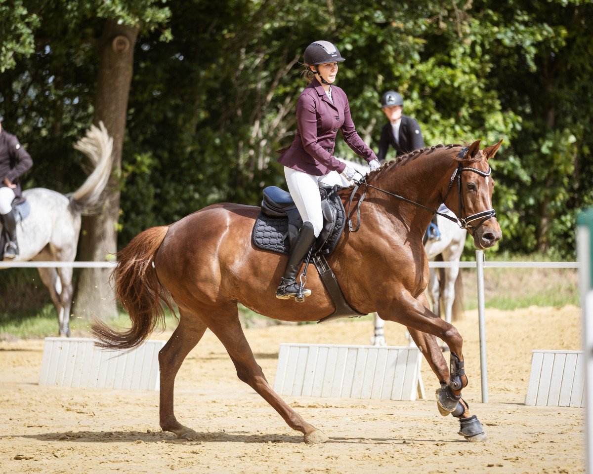 Springpferd Cool Princess (Westfale, 2015, von Colman)