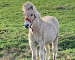 horse Disney (Fjord Horse, 2022, from Diamant Halsnæs)