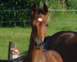 broodmare Amy (Mecklenburg, 2016, from Allvar)