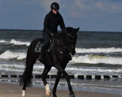 jumper Rock It 9 (German Sport Horse, 2019, from Rapolino)