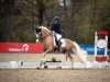 stallion Savay Rocket Man (Welsh-Cob (Sek. D), 2014, from Ruska Red Rooster)