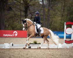 stallion Savay Rocket Man (Welsh-Cob (Sek. D), 2014, from Ruska Red Rooster)