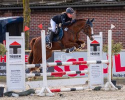 dressage horse Klementine (German Riding Pony, 2005, from Kaptain)