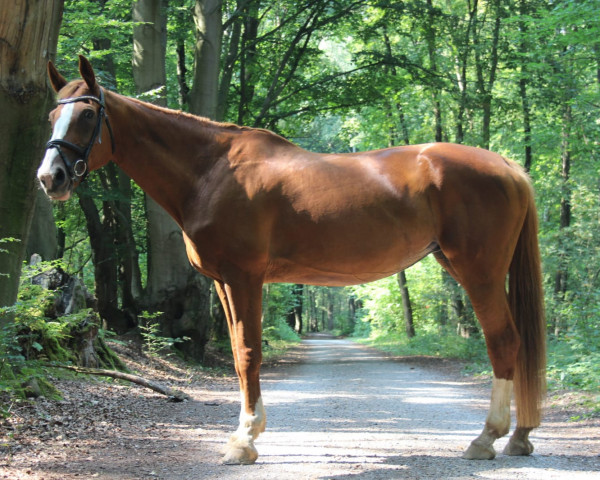 Pferd Palmela Rose (Koninklijk Warmbloed Paardenstamboek Nederland (KWPN), 1997, von Sable Rose)