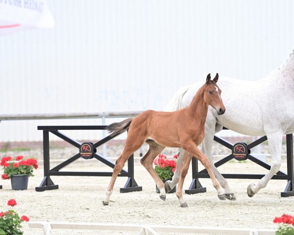 jumper Jaycie's Proud F (Oldenburg show jumper, 2022, from Jasper)