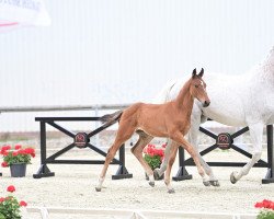 Springpferd Jaycie's Proud F (Oldenburger Springpferd, 2022, von Jasper)