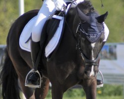 Dressurpferd Ronja Mia Joy (Pony ohne Rassebezeichnung, 2015)
