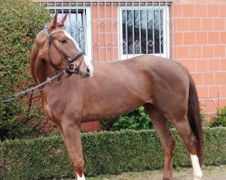 broodmare Donata (Hanoverian, 2019, from D'Olympus)