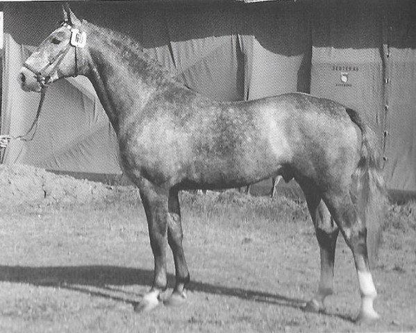 Pferd Roman (Holsteiner, 1960, von Ramzes AA)