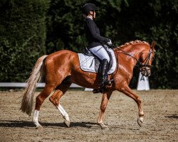 dressage horse Danilo S (German Riding Pony, 2012, from Arts-Dancer-Boy)