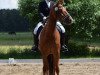 dressage horse Lesaro 2 (Hanoverian, 2011, from Lissaro)