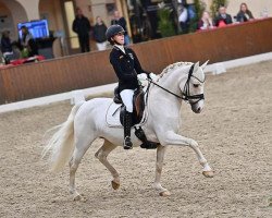 Zuchtstute Tovdals Golden Future Imperial (Dänisches Reitpony, 2009, von CJ Chargon Bredager)