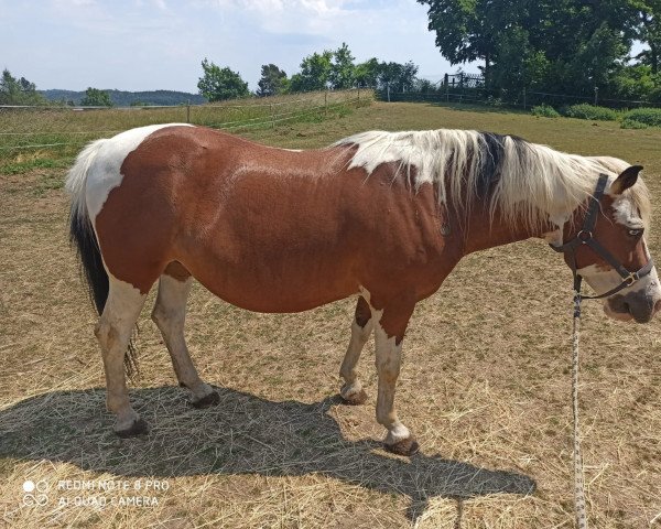 horse Apatsche (Lewitzer, 2008)