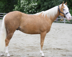 Pferd Big Crome (Quarter Horse, 2020)