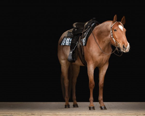 Pferd Beyond Xpectation (Quarter Horse, 2019)