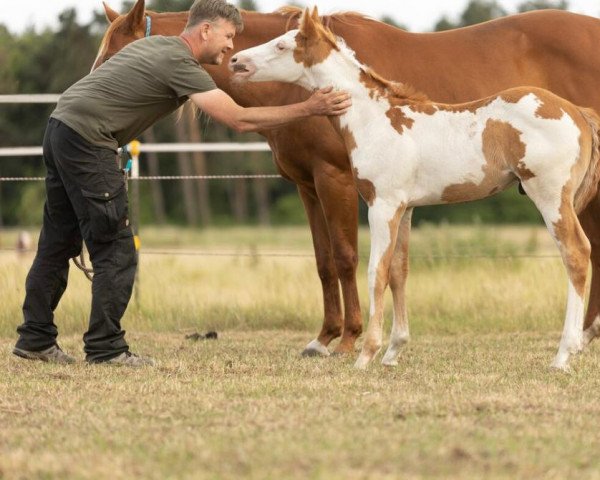 Pferd Hugo (Paint Horse, 2022)