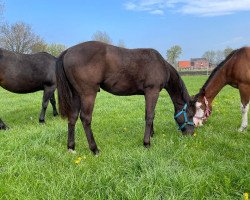 Pferd I am Steppin Memphis (Quarter Horse, 2022)