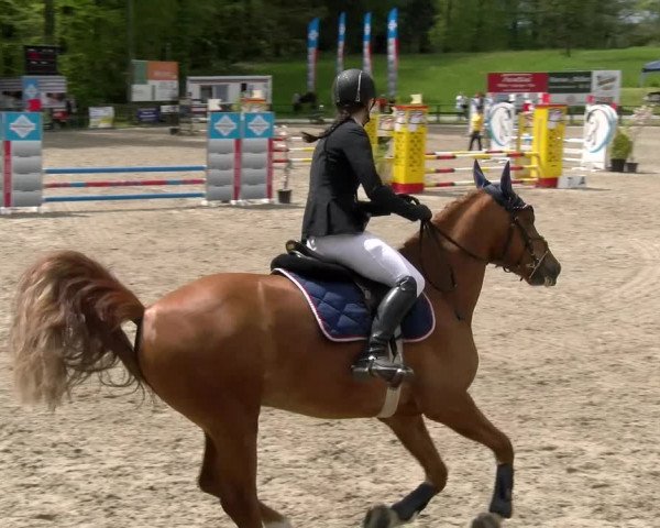 Reitturnier Sins 2023