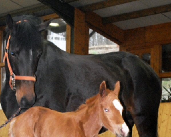 Zuchtstute Here I am (Trakehner,  , von Hertug)