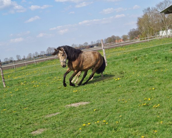 Zuchtstute Luciana (Andalusier, 2019)