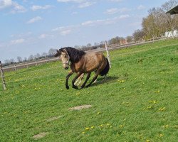 broodmare Luciana (Andalusier, 2019)