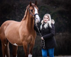 dressage horse Dornik's Farbklecks (German Riding Pony, 2016, from Dornik B)