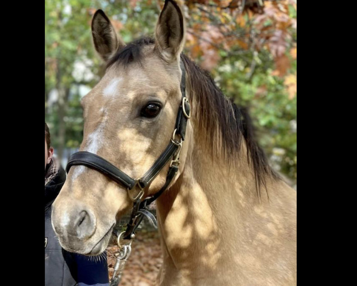 broodmare Hazel - R (German Riding Pony, 2009, from Garfield)