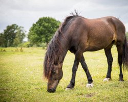 Pferd Veni Vidi Vici 32 (Welsh-Cob (Sek. D), 2007, von Unicorn Viscount)