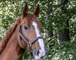 dressage horse Simply Escada (Hanoverian, 2015, from Sarotti Mocca-Sahne)