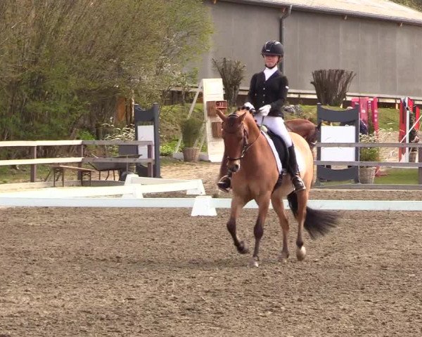 Reitturnier Kleinsolt 2023