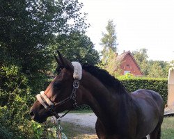 dressage horse Saigon 35 (Hanoverian, 2008, from Sir Donnerhall I)