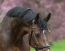 dressage horse Rachida GS (Hanoverian, 2014, from Royal Classic I)