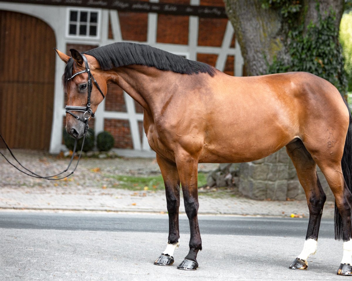 dressage horse Doris min Deern (Hanoverian, 2016, from Don Index)