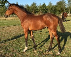 broodmare Clarice Cooper (Holsteiner, 2018, from Clarksville)