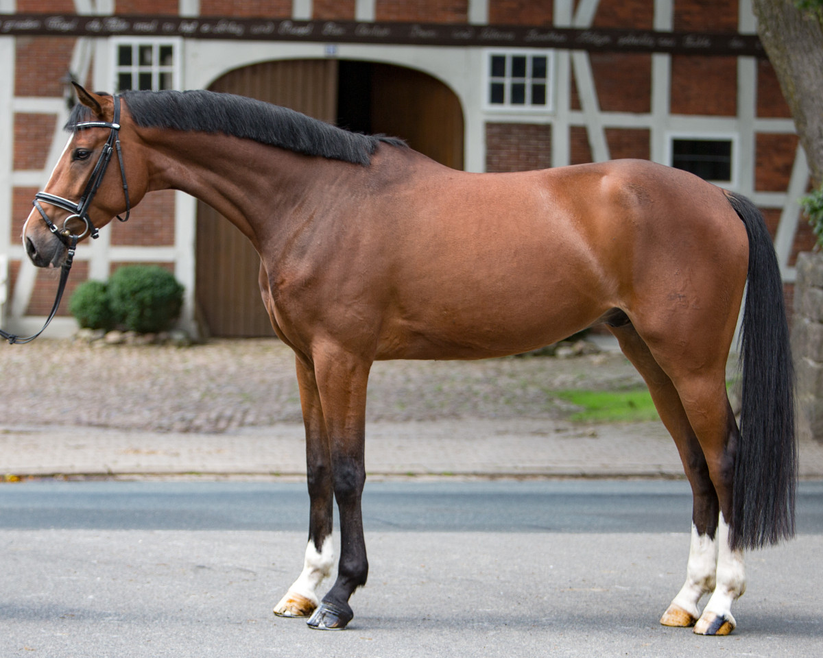 dressage horse Bailey Ab (Hanoverian, 2017, from Callaho's Benicio)