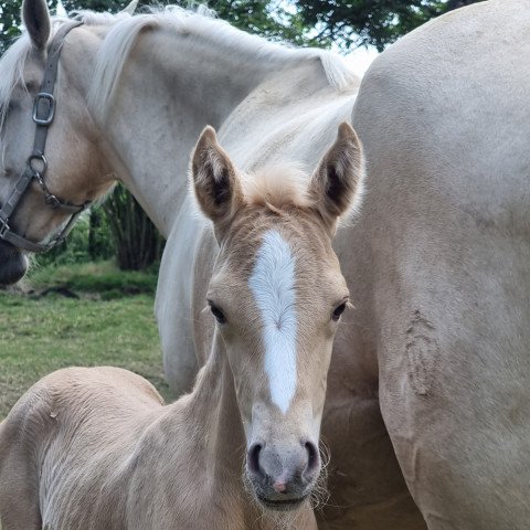 dressage horse Hengst von Dacapo B / White Diamond B (German Riding Pony, 2021, from Dacapo B 4)