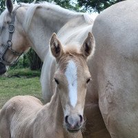 dressage horse Hengst von Dacapo B / White Diamond B (German Riding Pony, 2021, from Dacapo B NRW)