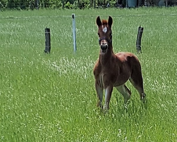 Deckhengst Do it pur Emotion (Deutsches Reitpony, 2016, von Dating At NRW)