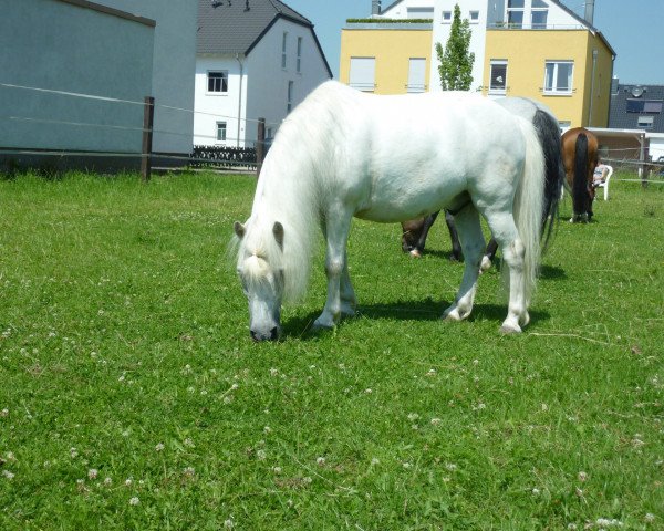 dressage horse Mini Max (Shetland Pony, 2002)