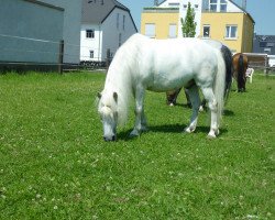 Dressurpferd Mini Max (Shetland Pony, 2002)