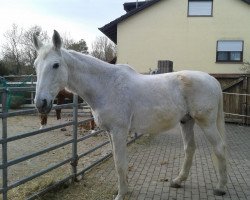 Pferd Le Joli Fou (Hannoveraner, 1994, von Lavauzelle AA)