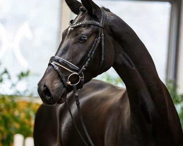 dressage horse Filani (Hanoverian, 2018, from For Romance I)