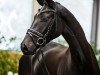 dressage horse Filani (Hanoverian, 2018, from For Romance I)