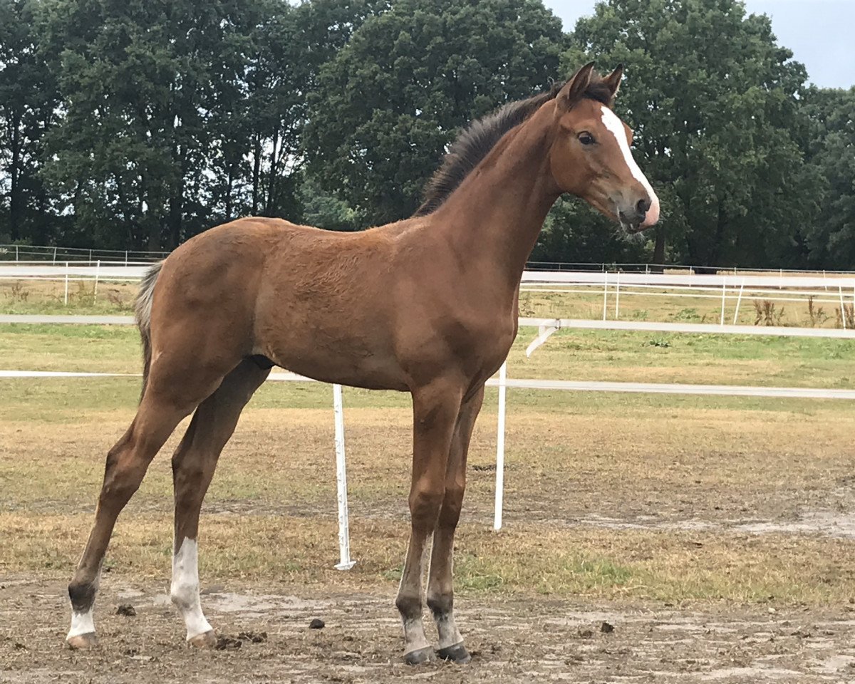 jumper Louie 16 (Oldenburg, 2018, from Lordanos)