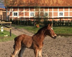 Springpferd Luke 198 (Oldenburger, 2016, von Lordanos)