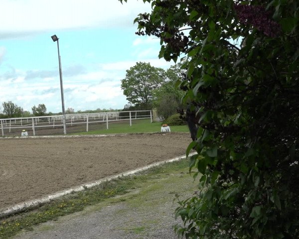 Reitturnier Kottingbrunn 2023