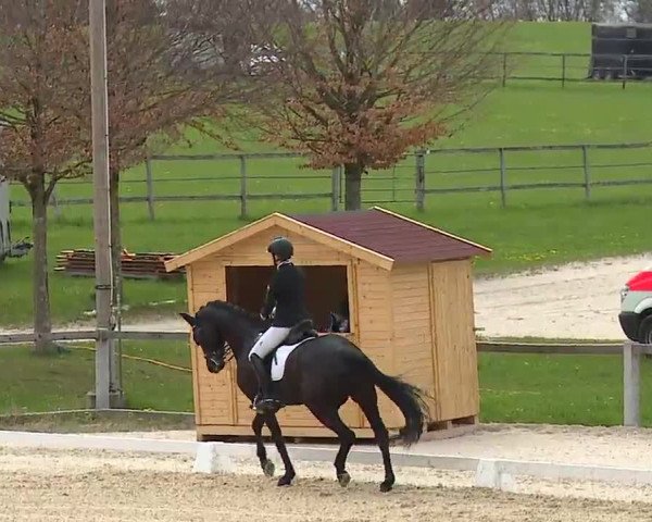 Reitturnier Gut Bohmerhof/Obb. 2023
