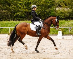 dressage horse Galil (Hanoverian, 2014, from Gandhi)