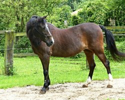 dressage horse Krishna 7 (Nederlands Rijpaarden en Pony, 1992, from Ismaël ox)