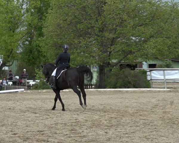 Reitturnier Kottingbrunn 2023